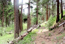 Old-growth larch trees, Crane Creek Trail