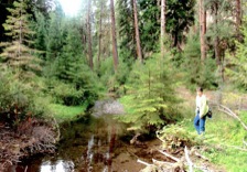 Riley Creek Trail, Malheur National Forest