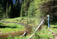 There are several wet meadows and glens along the creek, perfect for a lunch or rest stop.