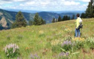 Spring wildflowers include both yellow and blue lupine, paintbrush, larkspur and balsamroot.