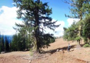 At hike's end are picturesque, stunted subalpine firs, 3'-4' in diameter.