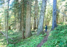 The South Fork Wenaha Trail is one of the finest forest hikes in the Wilderness, with huge firs.