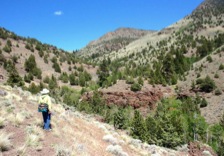 On the upper cattle drive trail, one finds the first ponderosa pines and views of upper DeGarmo Canyon.