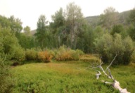 Verdant wet meadows are found among the aspen groves in the upper McCoy Creek valley.