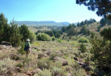 Mud Creek is a green, spring-fed oasis within the dry sage-juniper landscape.