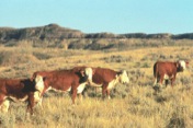 Summer grazing is widespread on federal lands in the Inland Northwest.