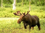 The marquee species in NE Washington include moose, elk, bighorn sheep, grizzly bears and mountain caribou.