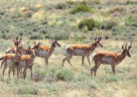 A curious herd of pronghorn antelope in the desert backcountry.