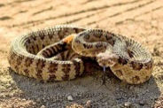 Desert rattlesnakes are not aggressive toward humans, unless disturbed or provoked.