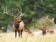 Northeast Oregon has some of the densest concentrations of Rocky Mountain elk in the U.S.