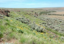 In Spring, arrowleaf balsamroot and bush lupine grace the north-facing slopes below the rim.